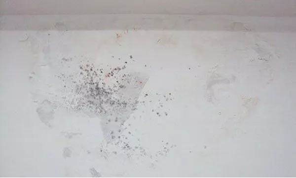 Xuất Hiện Nấm Mốc Li Ti